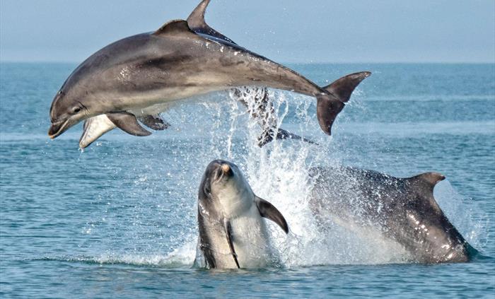 Dolphin Spotting Boat Trips